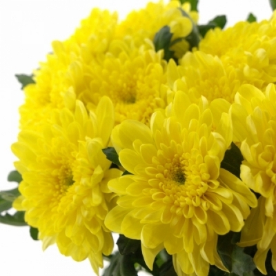 CHRYSANTHEMA G ZEMBLA YELLOW