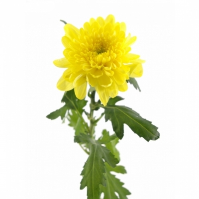 CHRYSANTHEMA G ZEMBLA YELLOW