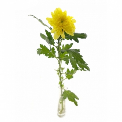 CHRYSANTHEMA G ZEMBLA YELLOW