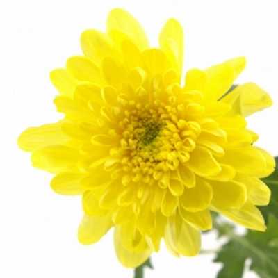 CHRYSANTHEMA G ZEMBLA YELLOW