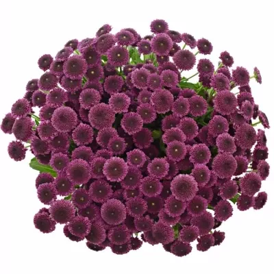 CHRYSANTHEMA SAN AAA BODILLY 1100g