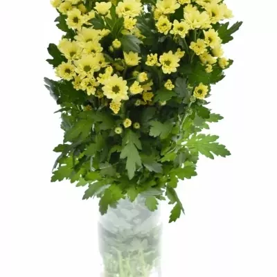 CHRYSANTHEMA SAN BOUNCER CREAM