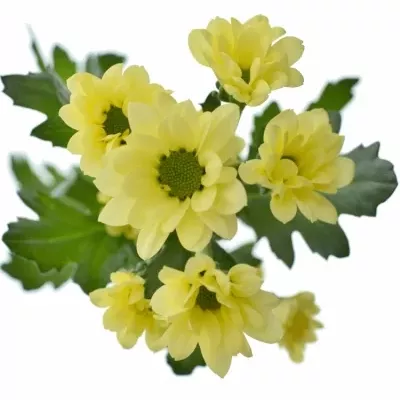 CHRYSANTHEMA SAN BOUNCER CREAM