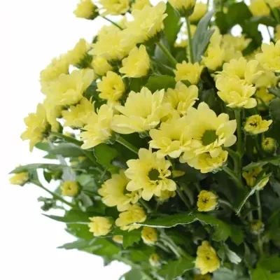 CHRYSANTHEMA SAN BOUNCER CREAM