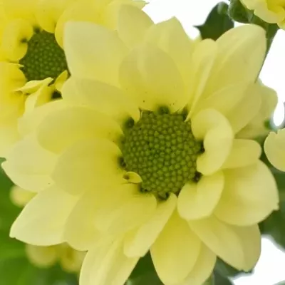 CHRYSANTHEMA SAN BOUNCER CREAM