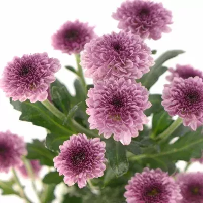 CHRYSANTHEMA SAN BOVEBO PINK