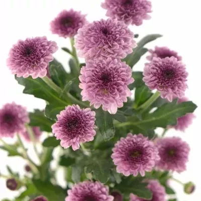 CHRYSANTHEMA SAN BOVEBO PINK