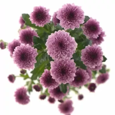 CHRYSANTHEMA SAN BOVEBO PINK