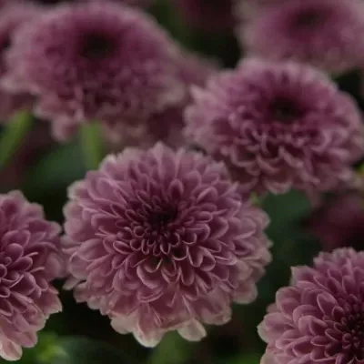 CHRYSANTHEMA SAN BOVEBO PINK