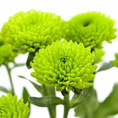 CHRYSANTHEMA SAN CELTIC