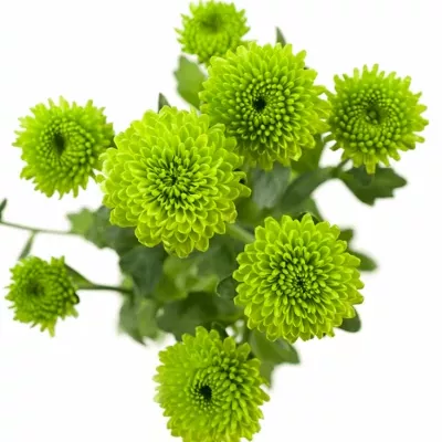 CHRYSANTHEMA SAN CELTIC