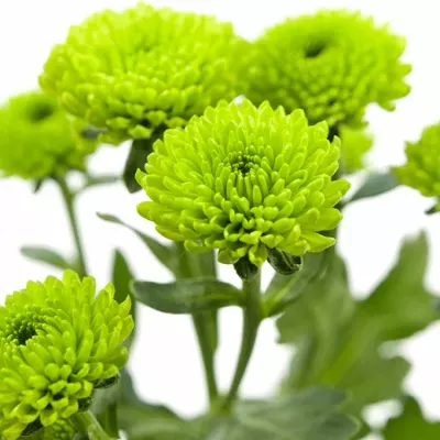 CHRYSANTHEMA SAN CELTIC