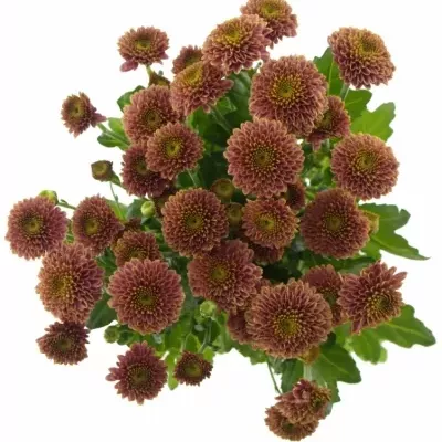 CHRYSANTHEMA SAN DORIA CHERRY