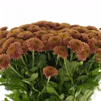 CHRYSANTHEMA SAN DORIA CHERRY