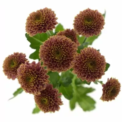 CHRYSANTHEMA SAN DORIA CHERRY