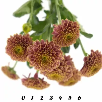 CHRYSANTHEMA SAN DORIA CHERRY