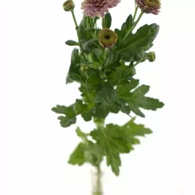 CHRYSANTHEMA SAN DORIA PINK