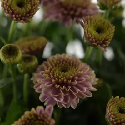 CHRYSANTHEMA SAN DORIA PINK