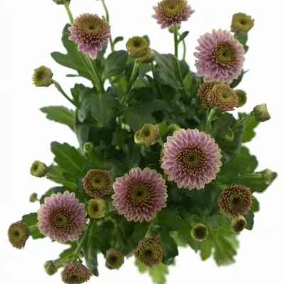 CHRYSANTHEMA SAN DORIA PINK