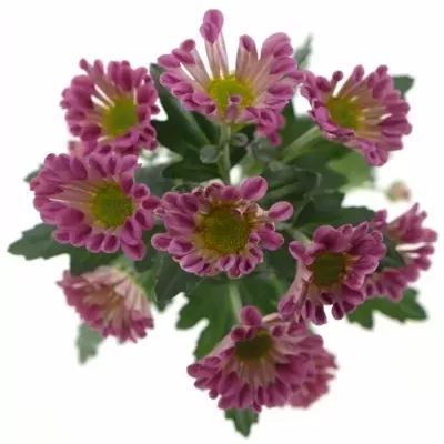 CHRYSANTHEMA SAN ELIVERA 