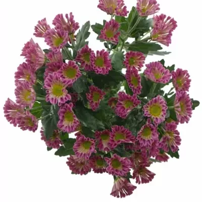 CHRYSANTHEMA SAN ELIVERA 