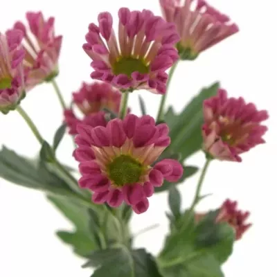 CHRYSANTHEMA SAN ELIVERA 