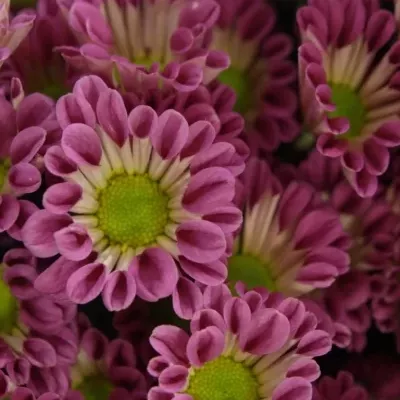 CHRYSANTHEMA SAN ELIVERA 