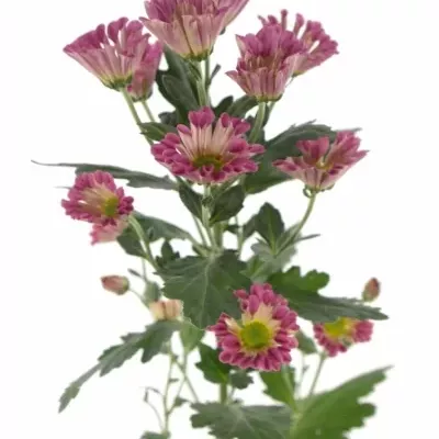 CHRYSANTHEMA SAN ELIVERA 