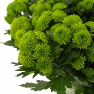 CHRYSANTHEMA SAN GRASSLY