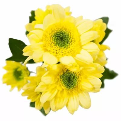 CHRYSANTHEMA SAN JAVA YELLOW