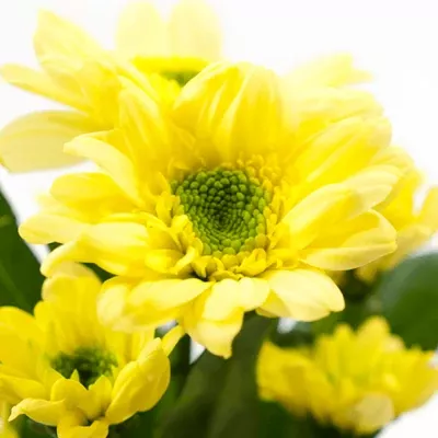 CHRYSANTHEMA SAN JAVA YELLOW