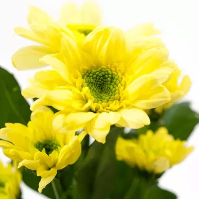 CHRYSANTHEMA SAN JAVA YELLOW