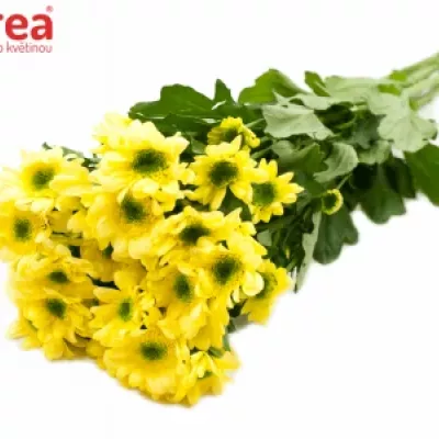 CHRYSANTHEMA SAN JAVA YELLOW