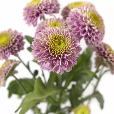 CHRYSANTHEMA SAN JEANNY PINK