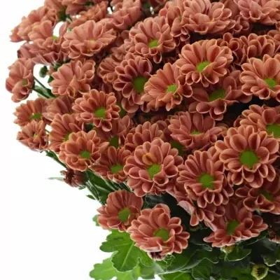 Chrysanthéma SAN LOTTE 1200g