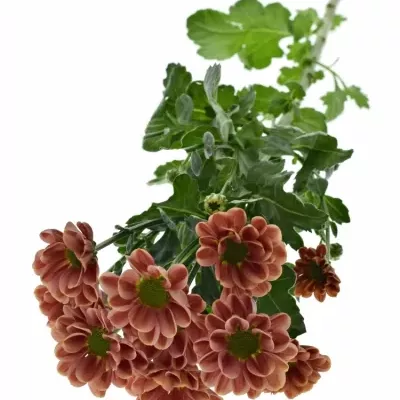 Chrysanthéma SAN LOTTE 1200g