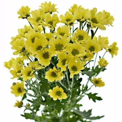 CHRYSANTHEMA SAN MADIBA LINDI YELLOW 850g