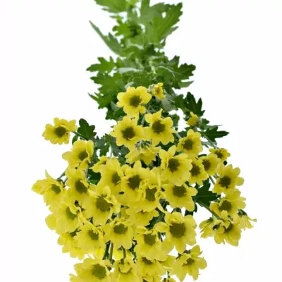 CHRYSANTHEMA SAN MADIBA LINDI YELLOW 850g