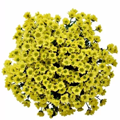 CHRYSANTHEMA SAN MADIBA LINDI YELLOW 850g