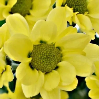 CHRYSANTHEMA SAN MADIBA LINDI YELLOW 850g