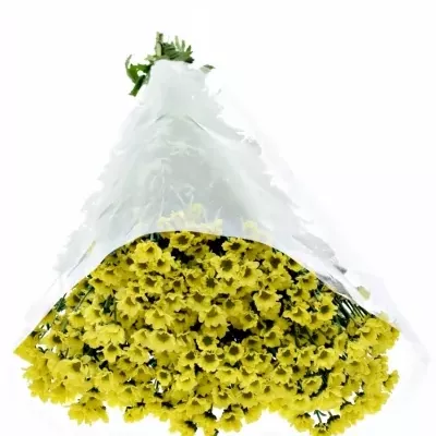 CHRYSANTHEMA SAN MADIBA LINDI YELLOW 850g