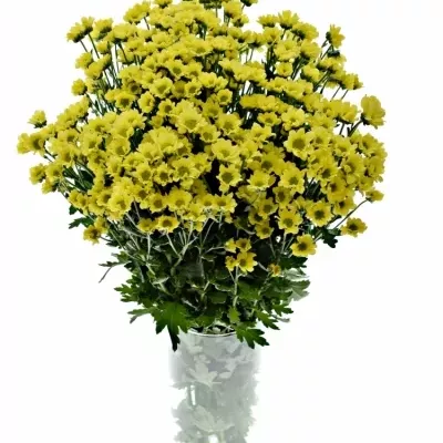 CHRYSANTHEMA SAN MADIBA LINDI YELLOW 850g