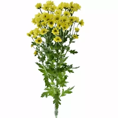 CHRYSANTHEMA SAN MADIBA LINDI YELLOW 850g