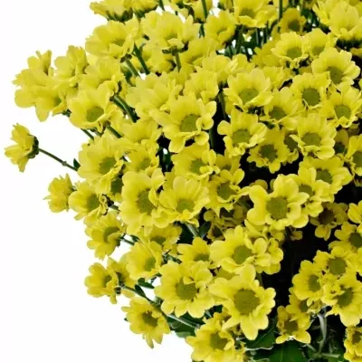 CHRYSANTHEMA SAN MADIBA LINDI YELLOW 850g