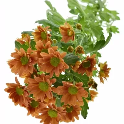 CHRYSANTHEMA SAN MADIBA OVADA ORANGE