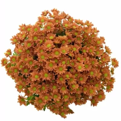 CHRYSANTHEMA SAN MADIBA OVADA ORANGE