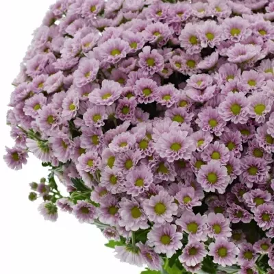 CHRYSANTHEMA SAN MADIBA TUMBI ROSY 1100g