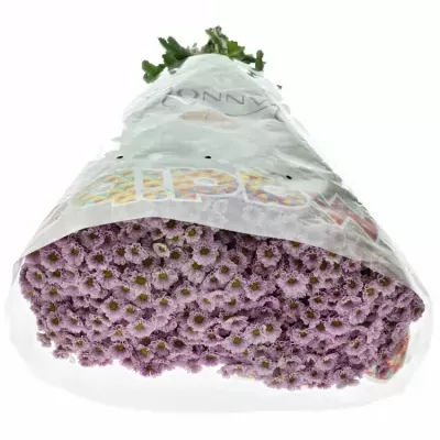 CHRYSANTHEMA SAN MADIBA TUMBI ROSY 1100g