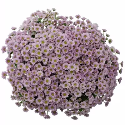 CHRYSANTHEMA SAN MADIBA TUMBI ROSY 1100g