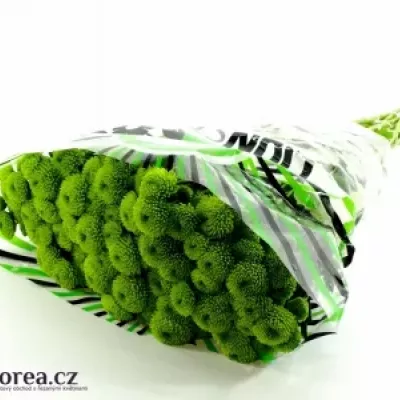 Chryzantema SAN PALM GREEN DARK 800g